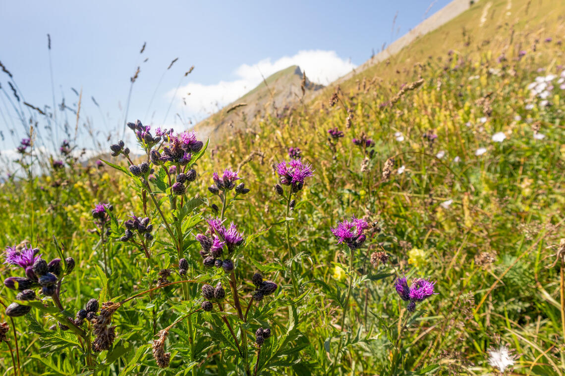 Randonnée au col d'Aun