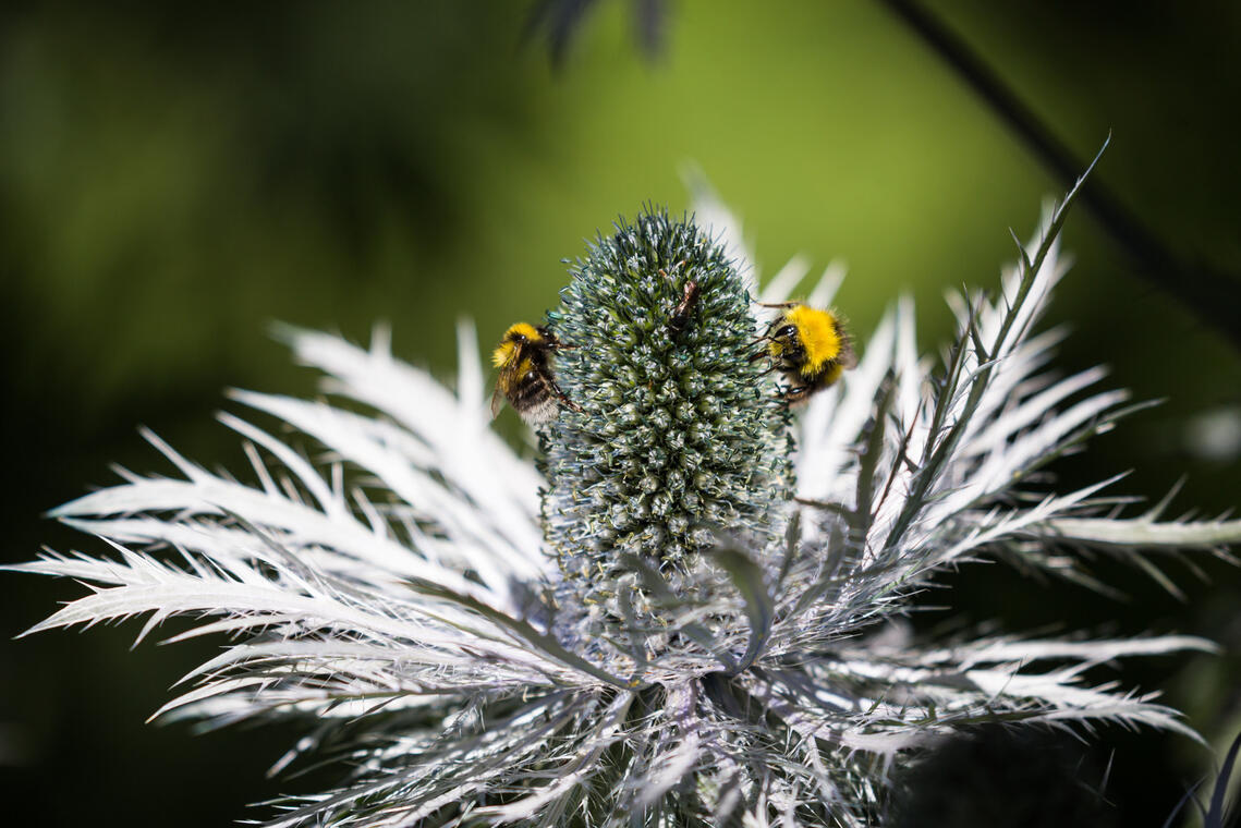 Fleur