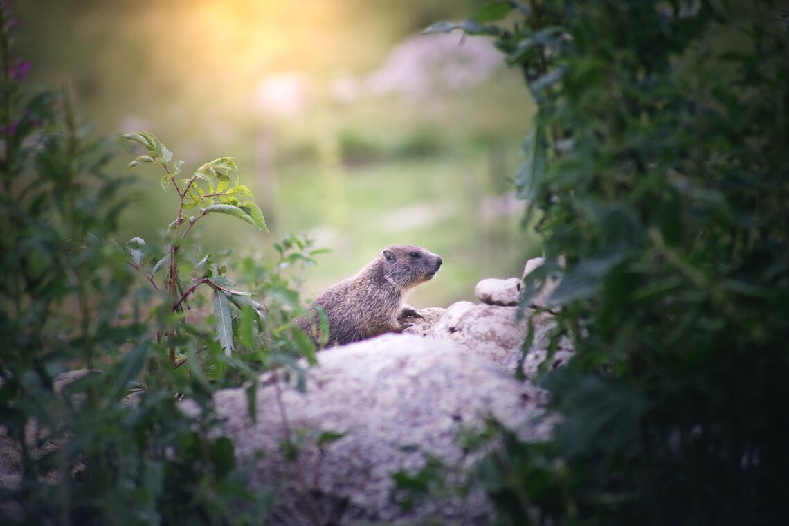 Marmottes
