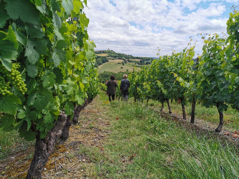 Conférence DECOUVERTE DU VIGNOBLE DES COTEAUX DU QUERCY_Caussade