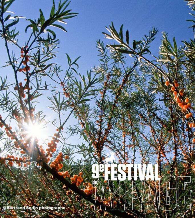 Festival de l'Alpage : Visite des cultures d'argousier d'Altiflore_Saint-Jean-Saint-Nicolas