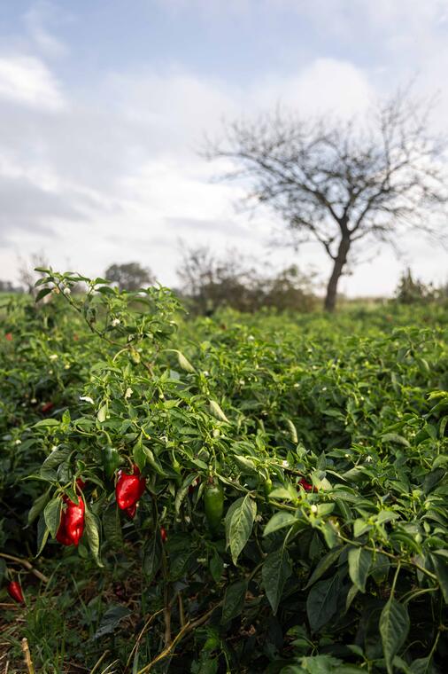 Piment de Bresse, de la culture à l'assiette_Foissiat