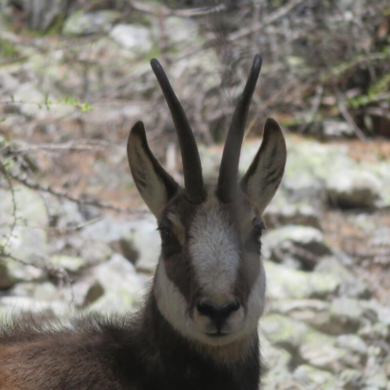 Animaux de là-haut, Rando Alpes