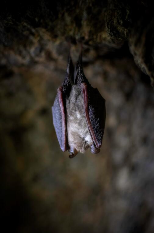 À la rencontre des chauves-souris_Sallèdes