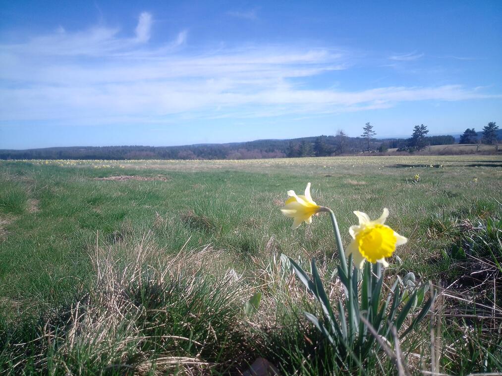 La nature au printemps, la vie reprend !_Roche