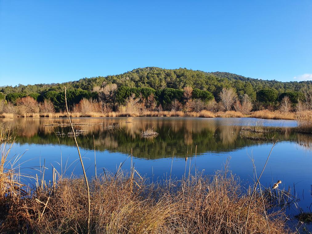 Etangs de la Sauvebonne à Hyères