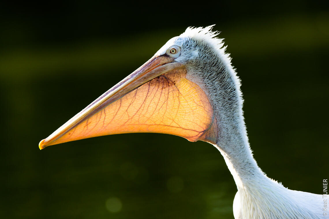 Pelican