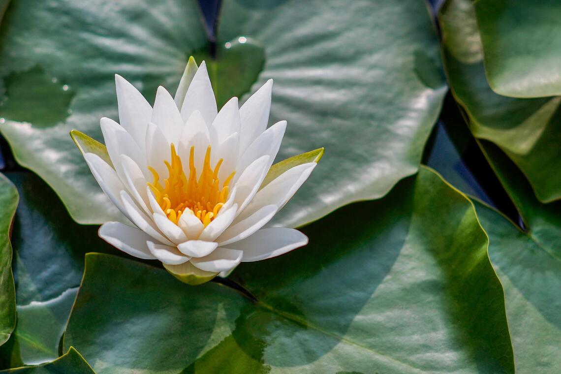 Ateliers de méditation_Méras
