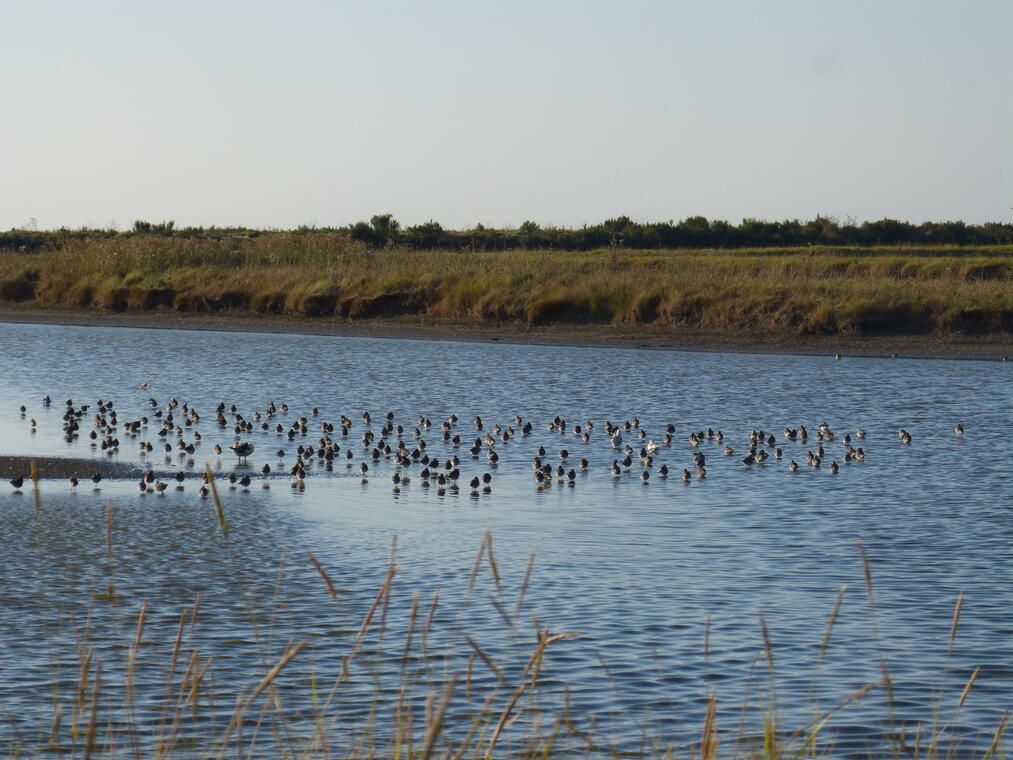 Reposoirs des oiseaux d'eau