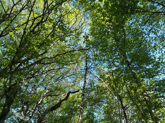 Bain de Forêt avec Activ'Plein Air