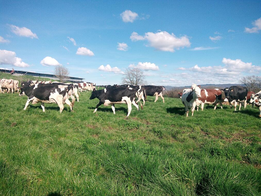 Lait de Bresse, de la vache au beurre... visite-atelier_Beaupont