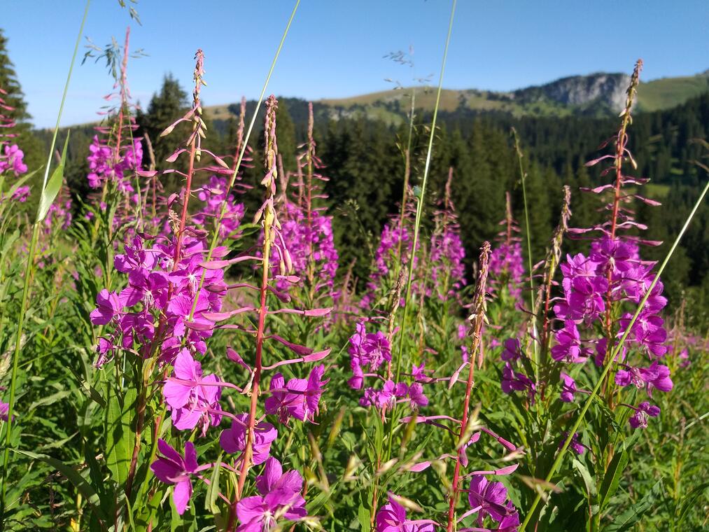 À la découverte des plantes sauvages comestibles_Fayet-le-Château