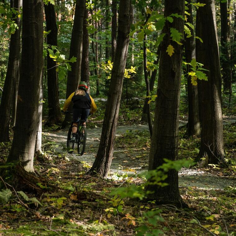 Une Forêt