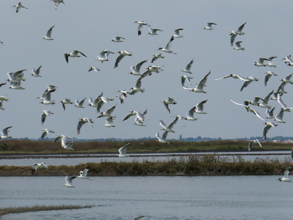 Reserve-Moeze-Oleron-LPO-Mouettes et avocettes