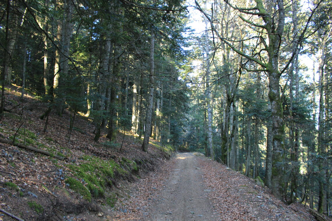 Bois de Baracuchet