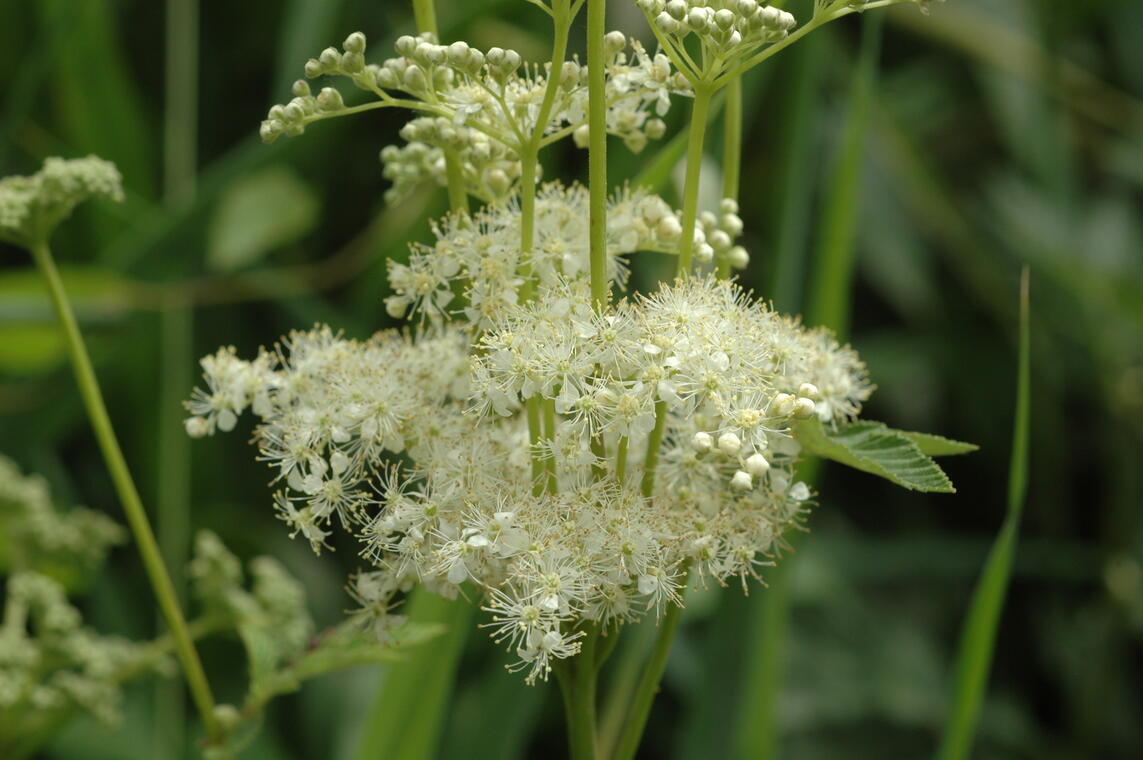 Plantes sauvages comestibles, avec Caroline Garnier, Ethnobotaniste_Saint-Martin-d'Uriage