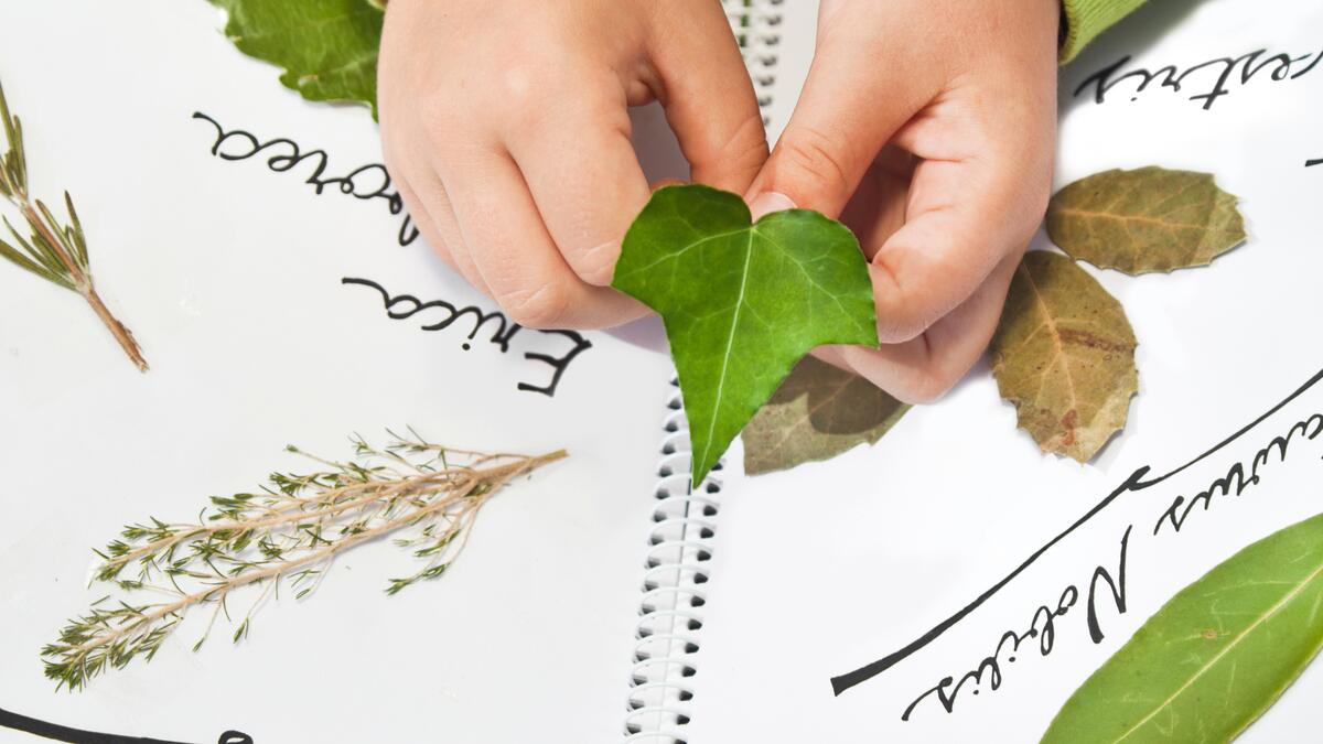 Atelier ALTEC (9-11 ans) - À la découverte des plantes : crée ton herbier_Bourg-en-Bresse