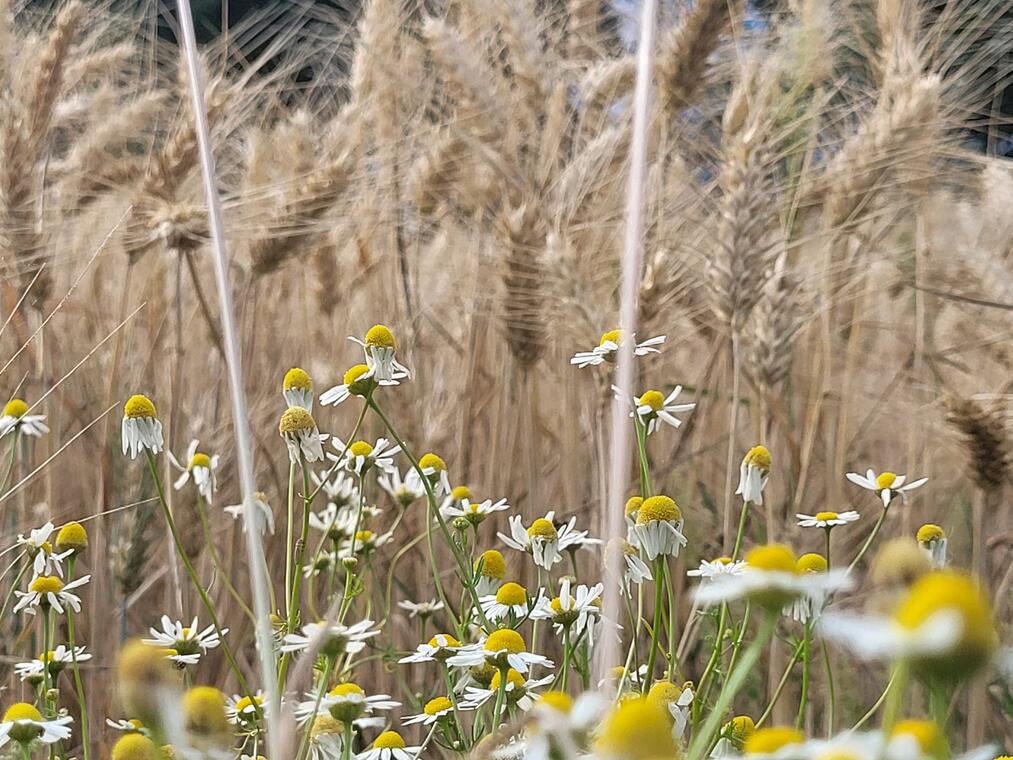 Champ de Blé