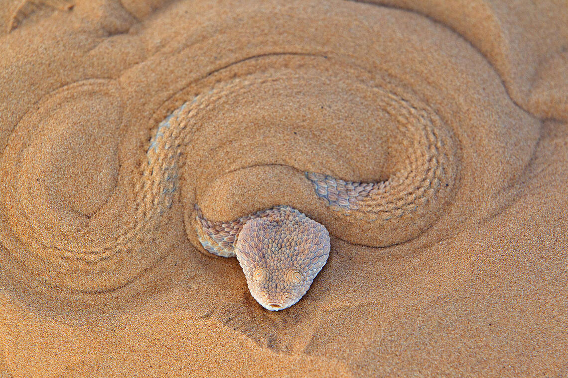 Règne animal