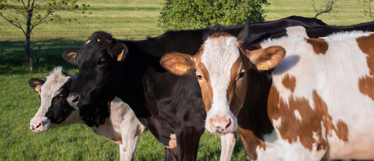 Visite d'une ferme laitière_Chalmazel - Jeansagnière