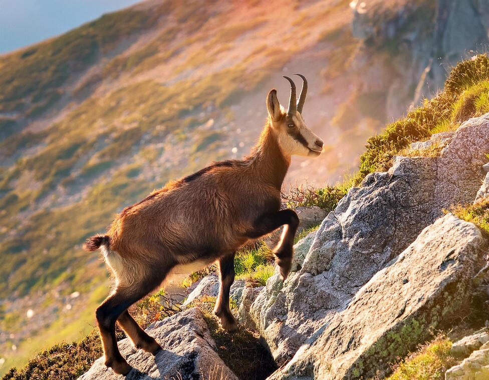 Conférence - Sauvage, le chamois, l'aigle et le loup_Saint-Chamond