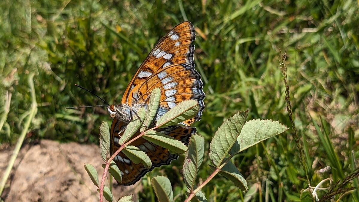 Découverte guidée des insectes vivant autour du refuge du Crêt du Poulet