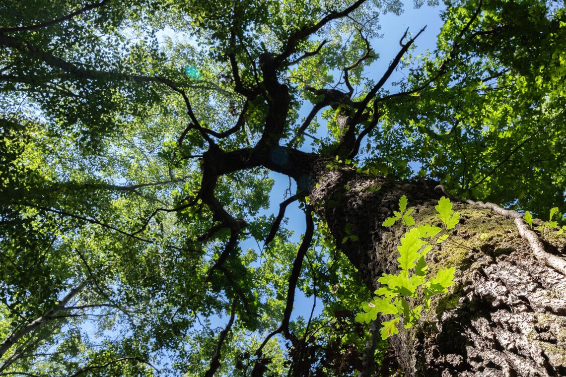 Forêt de la Comté