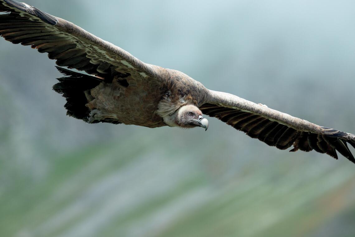 Vautour