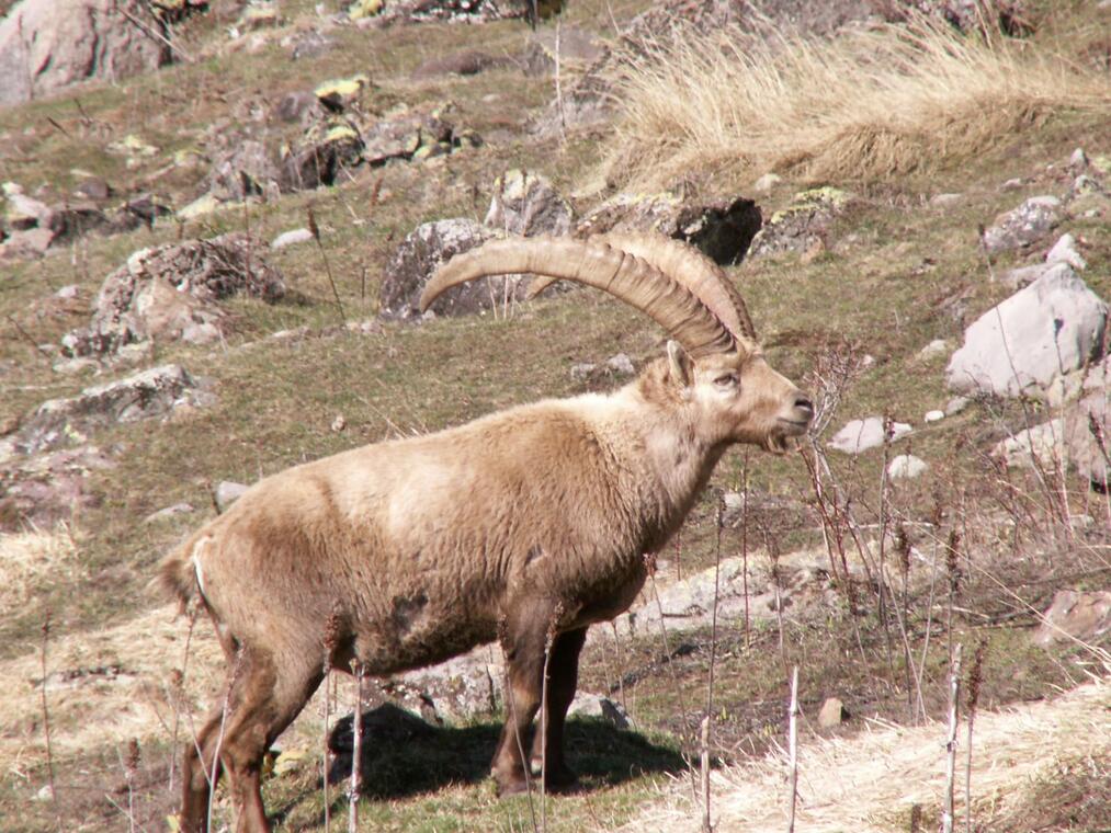 Chamois et bouquetins à Champoléon balade en raquettes_Champoléon