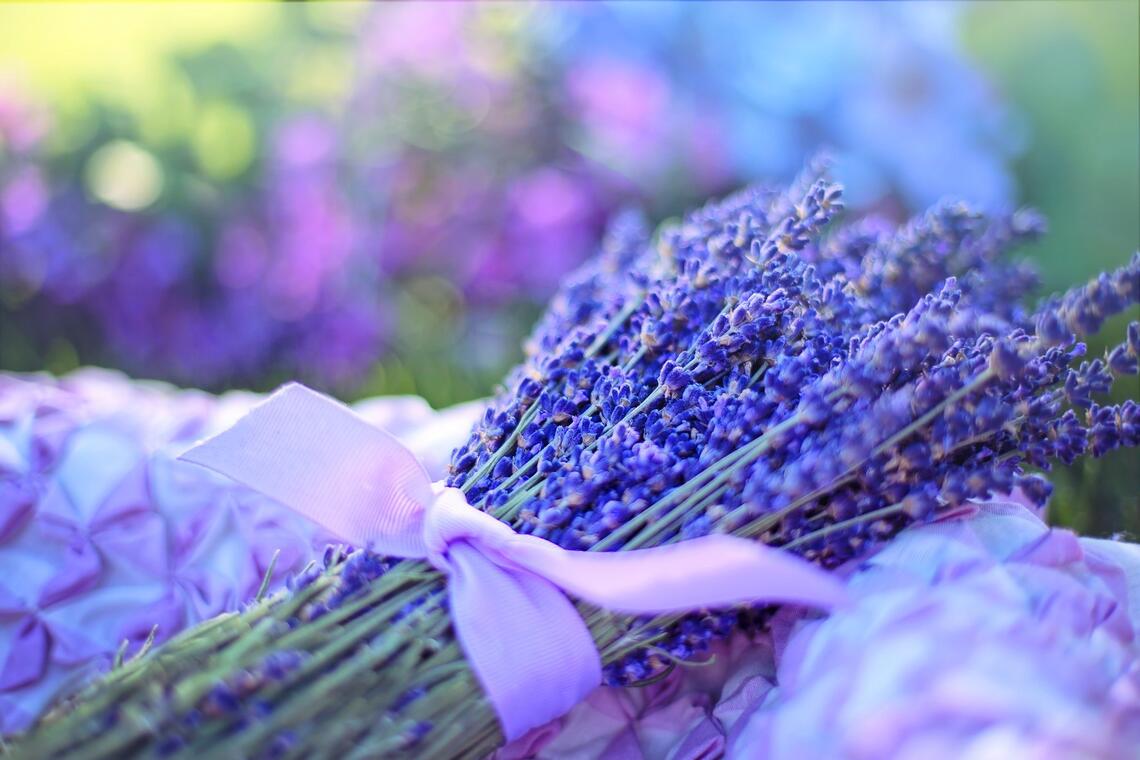 Bouquet de lavandes