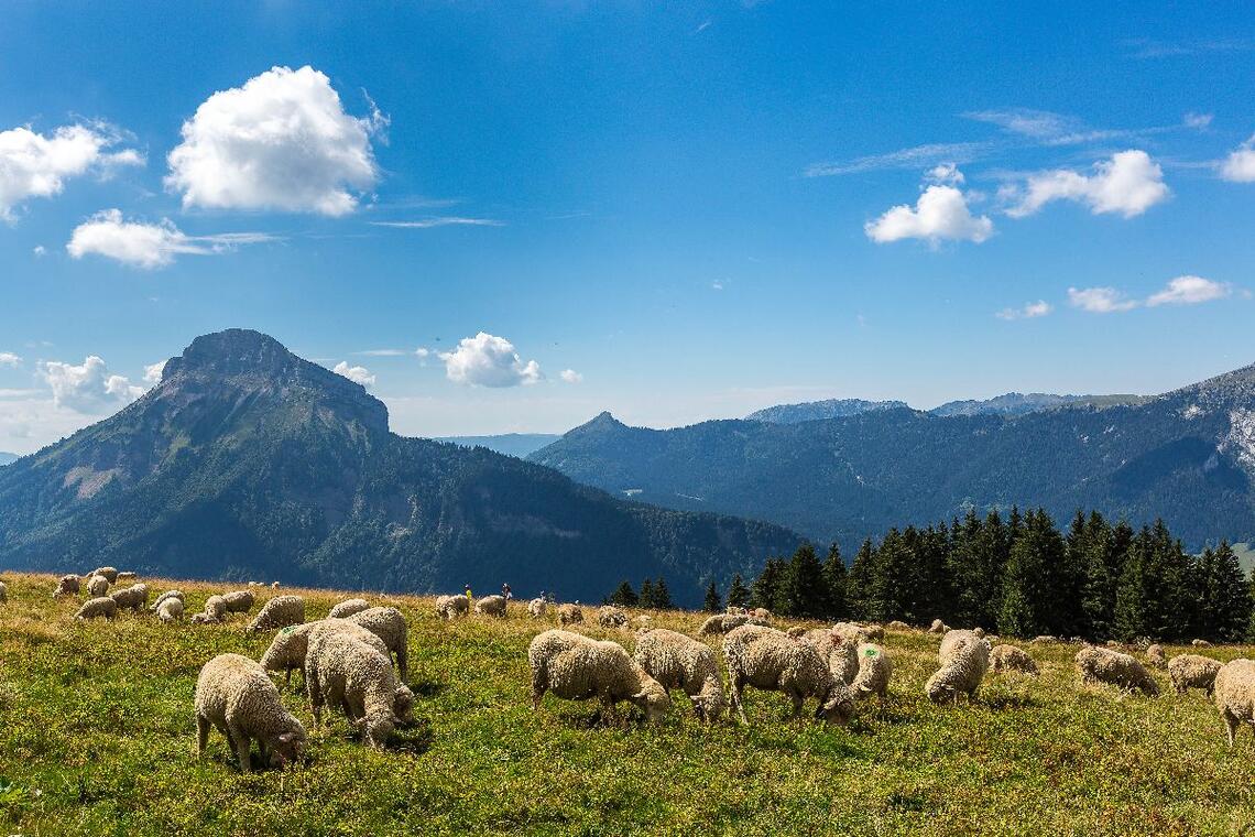 Col du Coq