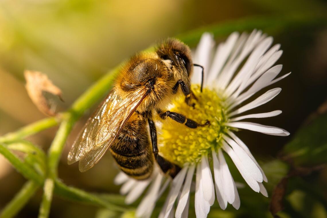 Observation des insectes pollinisateurs_Cérilly