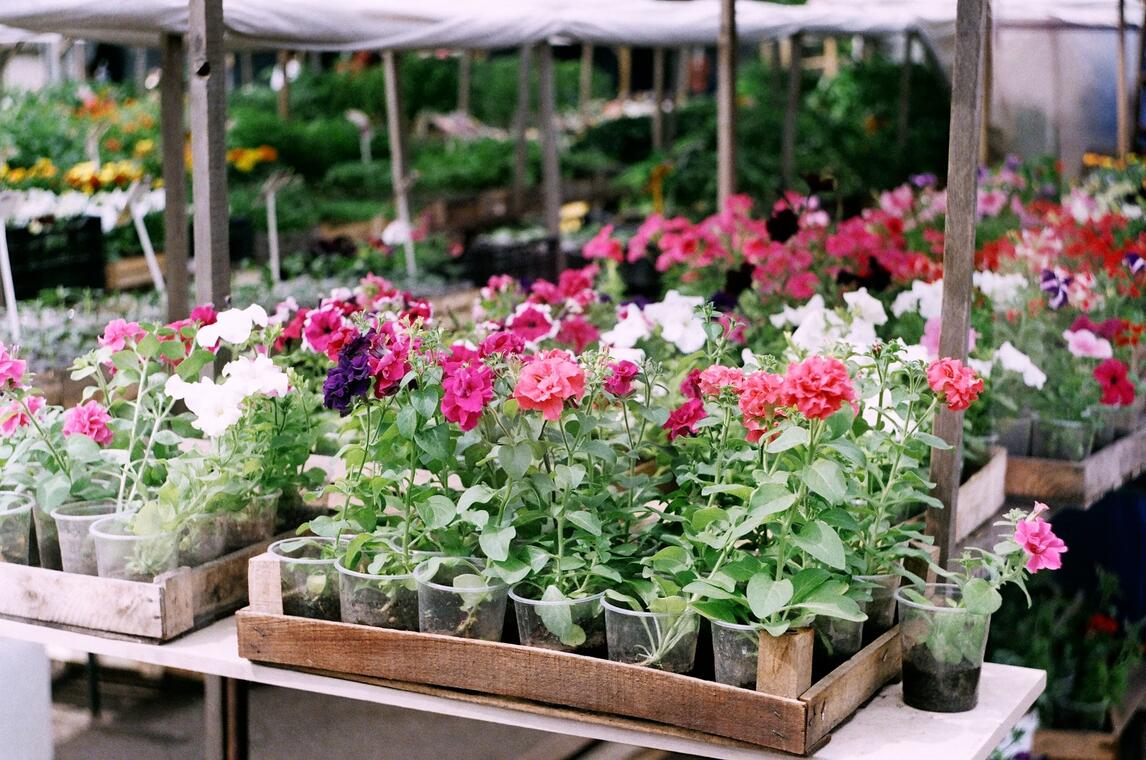 Marché aux Fleurs_La Ciotat