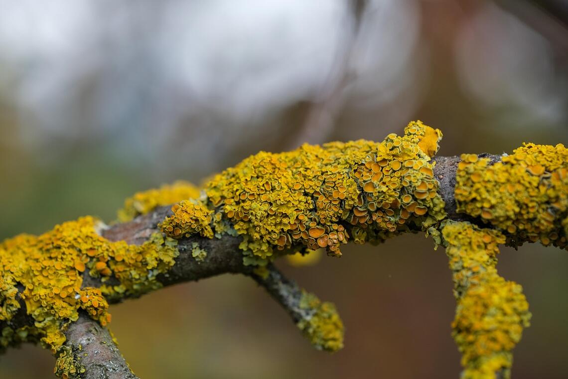 Les lichens_Arcon