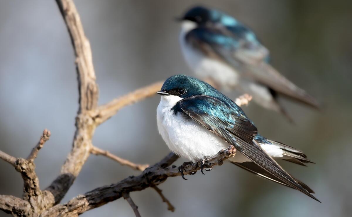 Balade ornithologique_Ceyzérieu