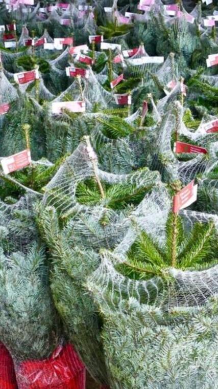 Marché des Sapins_Salon-de-Provence