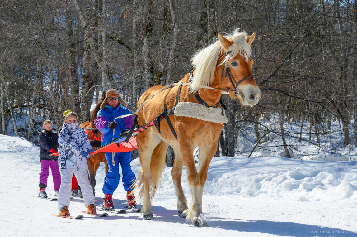 Ski Joering à Flumet