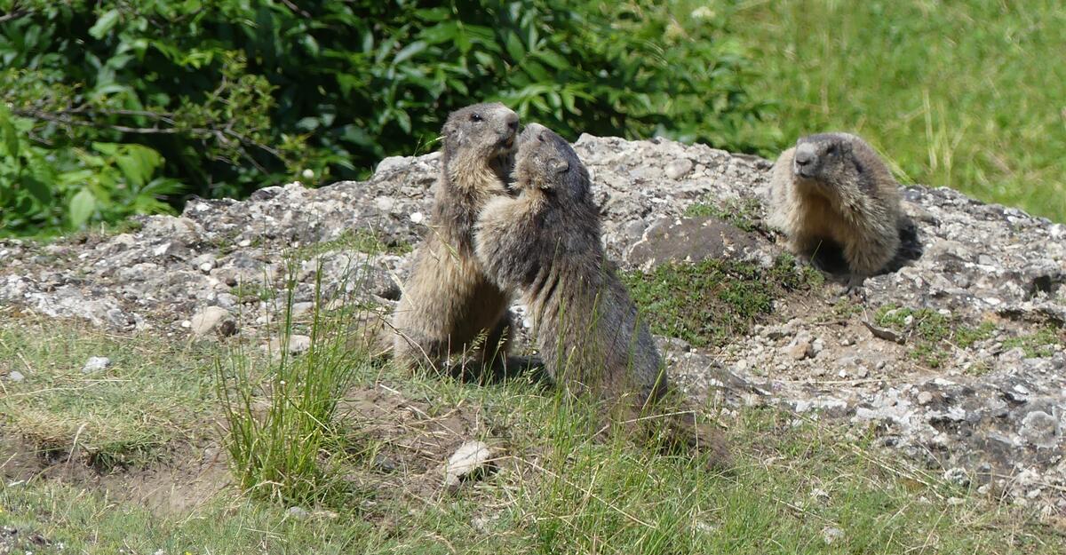 Découverte de l’animal fétiche du festival : La Marmotte – Association pour la protection, l’étude et la valorisation des marmottes_Eygliers