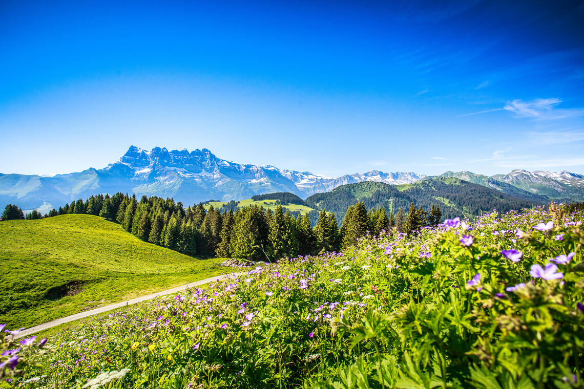 Trail running Portes du Soleil