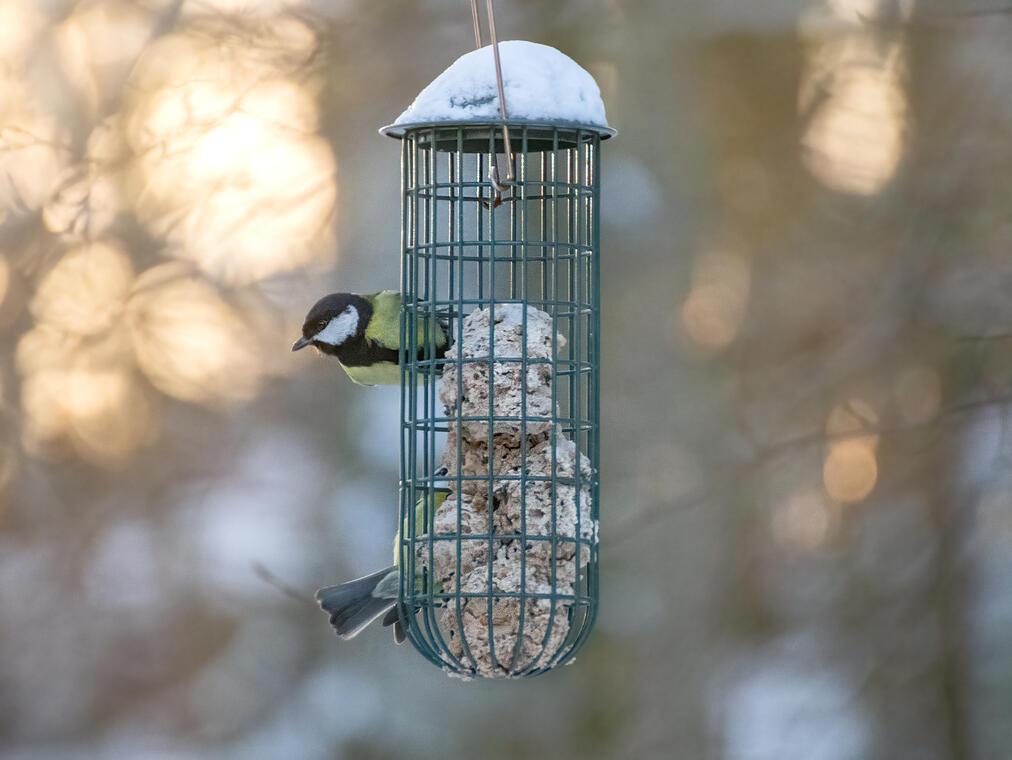 Créa'telier : fabrication boules de graines pour les oiseaux_Vars