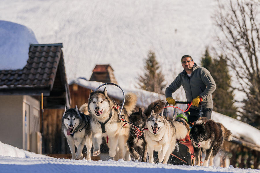 Chiens de traineau_Les Gets