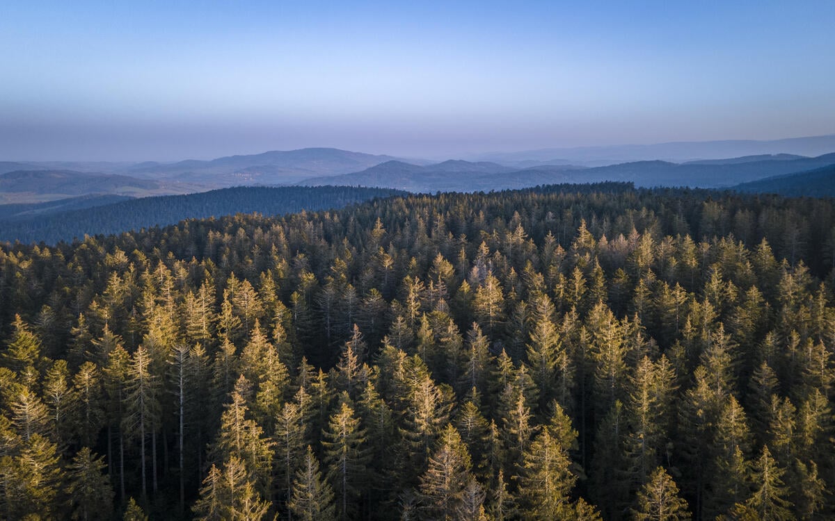 massif bois noirs