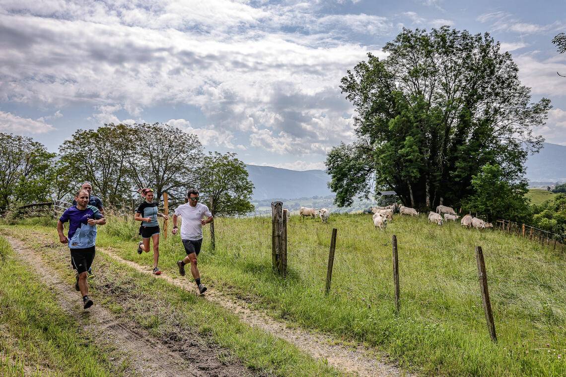 La chasse de l'oreillard