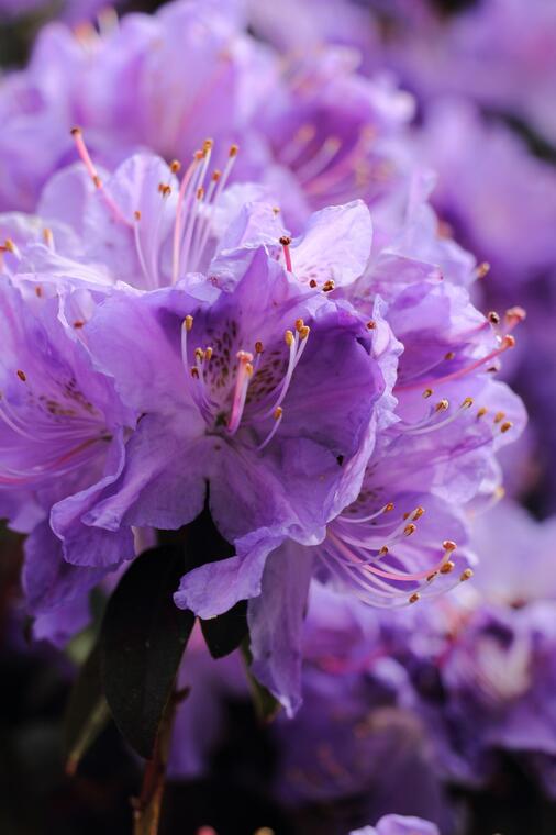 Atelier culinaire « Moissac à croquer » autour de la violette_Moissac