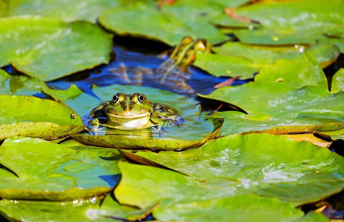 Animation pour enfant 4-7 ans aux marais de Lavours - Dans la peau d'une grenouille_Ceyzérieu