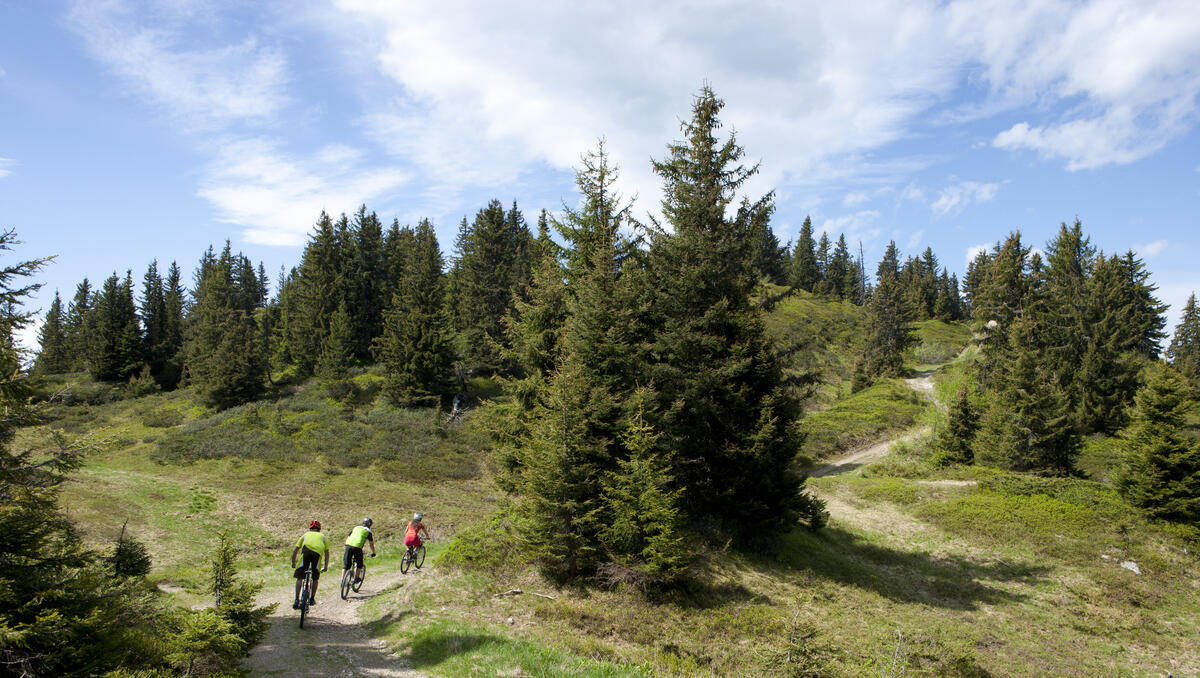 Tour du bois de Covetan