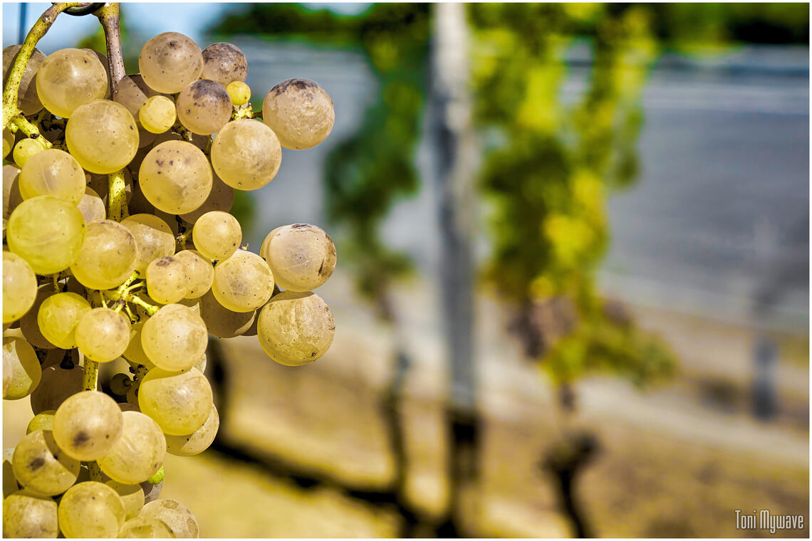 "La visite Chasselas et pique-nique du terroir" à la ferme-auberge du Ségalou_Montesquieu