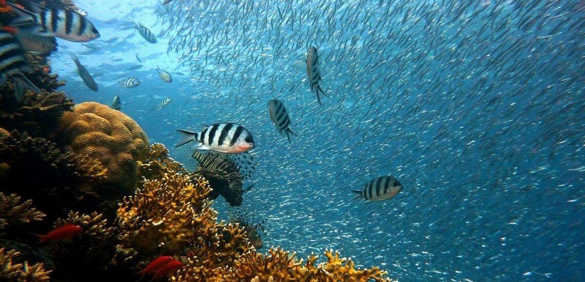 Tahiti Plongée Passion - Tahiti Tourisme