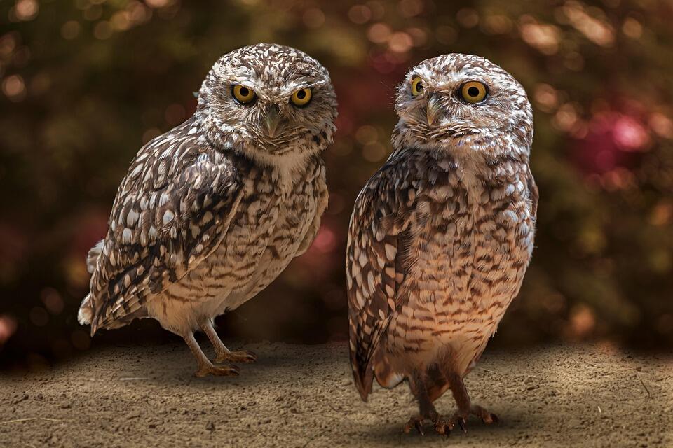 Sortie LPO - Chauve-Souris et oiseaux nocturnes_Plateau des Petites Roches
