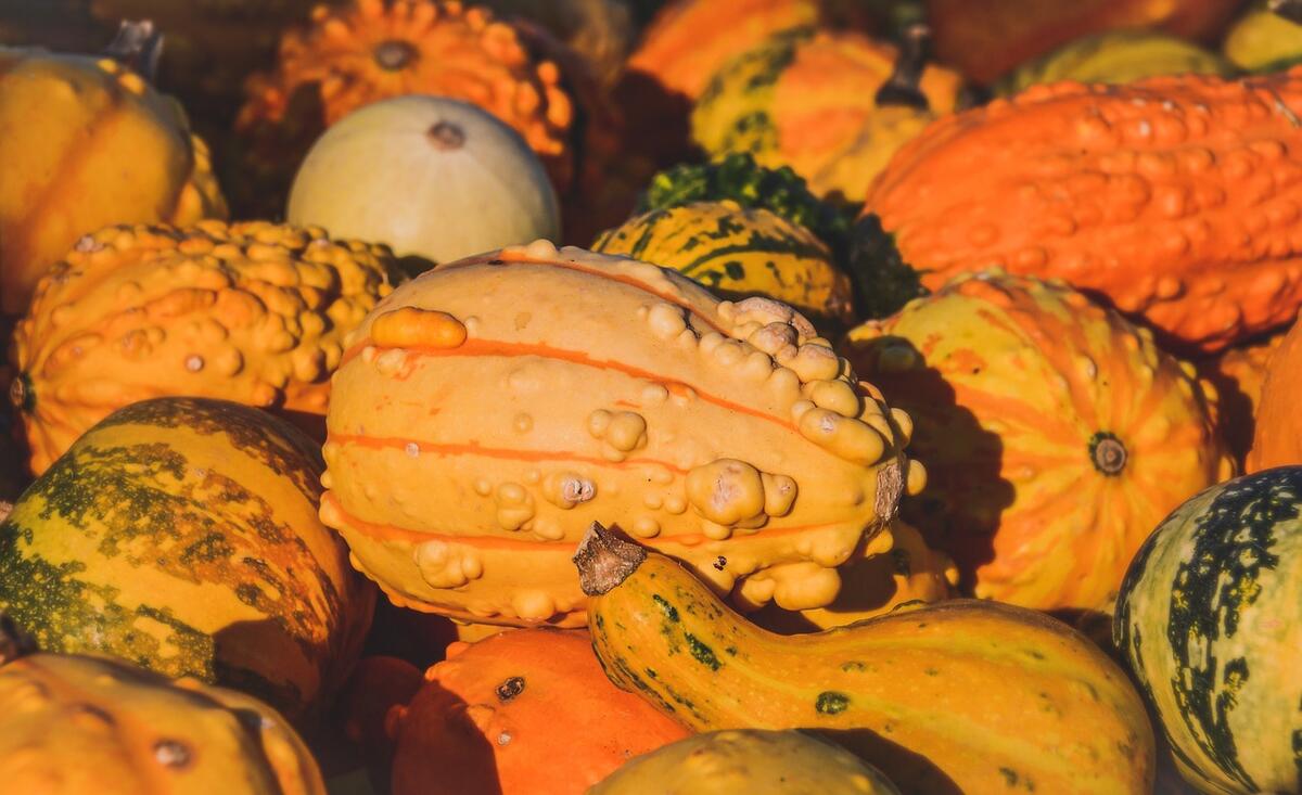 Fête de la courge_Ainay-le-Château